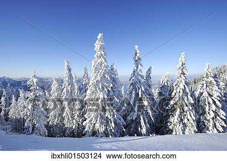 Picture - "Snow-covered pines on Mt. Wallberg, Upper Bavaria, Bavaria, Germany, Europe". Fotosearch