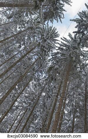 "Snow-covered Spruce (Picea), pine forest, Bergisches Land, North Rhine-Westphalia, Germany, Europe" View Large Photo Image Stock Image - "Snow-covered Spruce (Picea), pine forest, Bergisches Land, North Rhine-Westphalia, Germany, Europe". Fotosearch