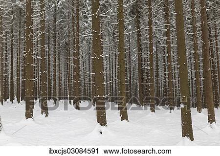 "Snow-covered Spruce (Picea), pine forest, Bergisches Land, North Rhine-Westphalia, Germany, Europe" View Large Photo Image Stock Image - "Snow-covered Spruce (Picea), pine forest, Bergisches Land, North Rhine-Westphalia, Germany, Europe". Fotosearch