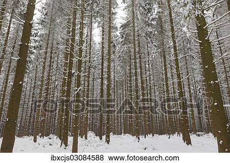 "Snow-covered Spruce (Picea), pine forest, Bergisches Land, North Rhine-Westphalia, Germany, Europe" View Large Photo Image Stock Photo - "Snow-covered Spruce (Picea), pine forest, Bergisches Land, North Rhine-Westphalia, Germany, Europe". Fotosearch