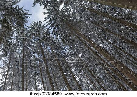 "Snow-covered Spruce (Picea), pine forest, Bergisches Land, North Rhine-Westphalia, Germany, Europe" View Large Photo Image Stock Photo - "Snow-covered Spruce (Picea), pine forest, Bergisches Land, North Rhine-Westphalia, Germany, Europe". Fotosearch