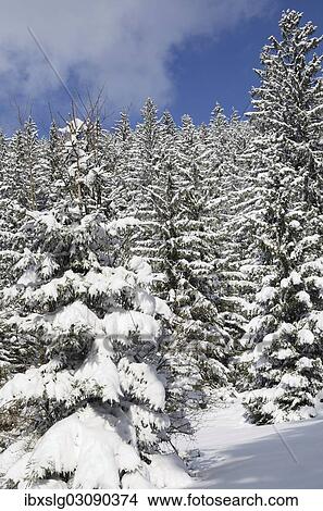 "Snow-covered spruce trees (Picea abies), Leitzachtal, bei Elbach, Upper Bavaria, Bavaria, Germany, Europe" View Large Photo Image Picture - "Snow-covered spruce trees (Picea abies), Leitzachtal, bei Elbach, Upper Bavaria, Bavaria, Germany, Europe". Fotosearch
