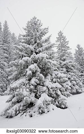 Stock Image - "Snow-covered spruce trees (Picea abies), Leitzachtal, bei Elbach, Upper Bavaria, Bavaria, Germany, Europe". Fotosearch