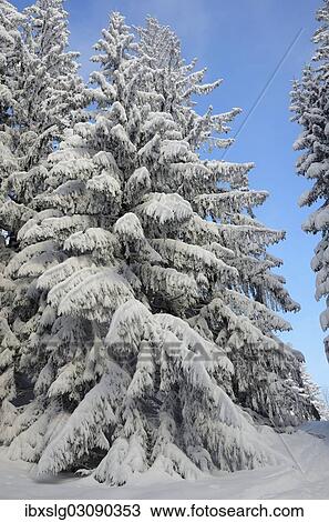 "Snow-covered spruce trees (Picea abies), Leitzachtal, bei Elbach, Upper Bavaria, Bavaria, Germany, Europe" View Large Photo Image Stock Image - "Snow-covered spruce trees (Picea abies), Leitzachtal, bei Elbach, Upper Bavaria, Bavaria, Germany, Europe". Fotosearch