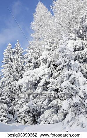 "Snow-covered spruce trees (Picea abies) and larch trees (Laryx decidua), Leitzachtal, bei Elbach, Upper Bavaria, Bavaria, Germany, Europe" View Large Photo Image Stock Image - "Snow-covered spruce trees (Picea abies) and larch trees (Laryx decidua), Leitzachtal, bei Elbach, Upper Bavaria, Bavaria, Germany, Europe". Fotosearch