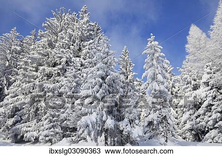 "Snow-covered spruce trees (Picea abies) and larch trees (Laryx decidua), Leitzachtal, bei Elbach, Upper Bavaria, Bavaria, Germany, Europe" View Large Photo Image Stock Image - "Snow-covered spruce trees (Picea abies) and larch trees (Laryx decidua), Leitzachtal, bei Elbach, Upper Bavaria, Bavaria, Germany, Europe". Fotosearch