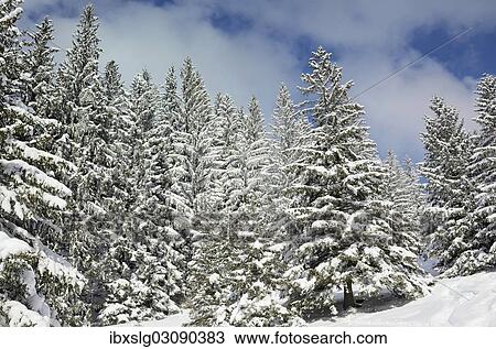 "Snow-covered spruce trees (Picea abies), Leitzachtal, bei Elbach, Upper Bavaria, Bavaria, Germany, Europe" View Large Photo Image Stock Image - "Snow-covered spruce trees (Picea abies), Leitzachtal, bei Elbach, Upper Bavaria, Bavaria, Germany, Europe". Fotosearch