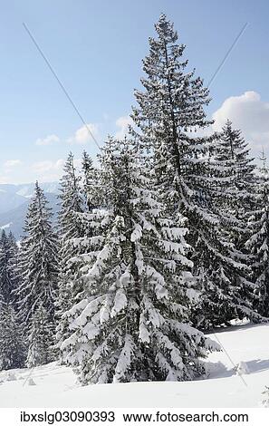 "Snow-covered spruce trees (Picea abies), Leitzachtal, bei Elbach, Upper Bavaria, Bavaria, Germany, Europe" View Large Photo Image Stock Image - "Snow-covered spruce trees (Picea abies), Leitzachtal, bei Elbach, Upper Bavaria, Bavaria, Germany, Europe". Fotosearch
