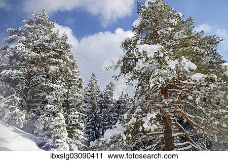 "Snow-covered spruce trees (Picea abies) and pine trees (Pinus sylvestris) in a mountain forest, Leitzachtal, bei Elbach, Upper Bavaria, Bavaria, Germany, Europe" View Large Photo Image Stock Image - "Snow-covered spruce trees (Picea abies) and pine trees (Pinus sylvestris) in a mountain forest, Leitzachtal, bei Elbach, Upper Bavaria, Bavaria, Germany, Europe". Fotosearch