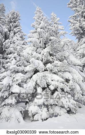 Stock Photo - "Snow-covered spruce trees (Picea abies), Leitzachtal, bei Elbach, Upper Bavaria, Bavaria, Germany, Europe". Fotosearch