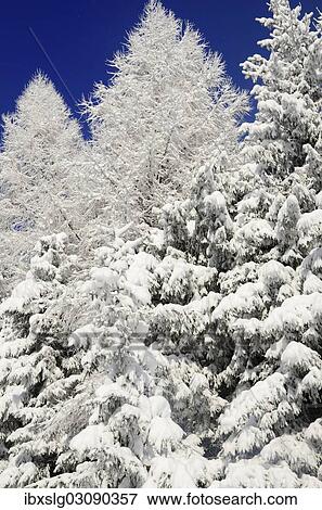 "Snow-covered spruce trees (Picea abies) and larch trees (Laryx decidua), Leitzachtal, bei Elbach, Upper Bavaria, Bavaria, Germany, Europe" View Large Photo Image Stock Photo - "Snow-covered spruce trees (Picea abies) and larch trees (Laryx decidua), Leitzachtal, bei Elbach, Upper Bavaria, Bavaria, Germany, Europe". Fotosearch