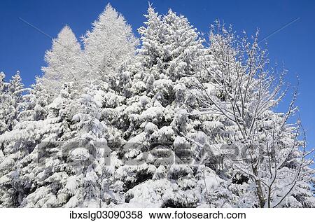 "Snow-covered spruce trees (Picea abies) and larch trees (Laryx decidua), Leitzachtal, bei Elbach, Upper Bavaria, Bavaria, Germany, Europe" View Large Photo Image Stock Photo - "Snow-covered spruce trees (Picea abies) and larch trees (Laryx decidua), Leitzachtal, bei Elbach, Upper Bavaria, Bavaria, Germany, Europe". Fotosearch