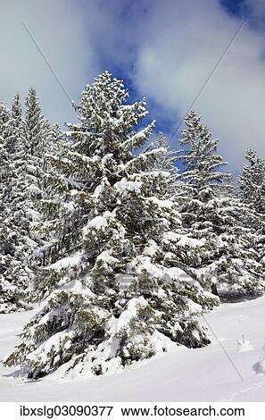 Stock Photo - "Snow-covered spruce trees (Picea abies), Leitzachtal, bei Elbach, Upper Bavaria, Bavaria, Germany, Europe". Fotosearch
