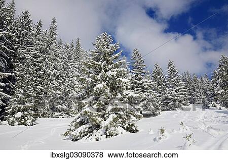 "Snow-covered spruce trees (Picea abies), Leitzachtal, bei Elbach, Upper Bavaria, Bavaria, Germany, Europe" View Large Photo Image Stock Photo - "Snow-covered spruce trees (Picea abies), Leitzachtal, bei Elbach, Upper Bavaria, Bavaria, Germany, Europe". Fotosearch
