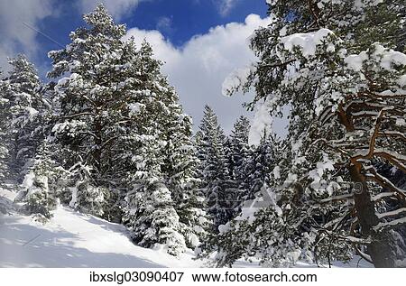 "Snow-covered spruce trees (Picea abies) and pine trees (Pinus sylvestris) in a mountain forest, Leitzachtal, bei Elbach, Upper Bavaria, Bavaria, Germany, Europe" View Large Photo Image Stock Photo - "Snow-covered spruce trees (Picea abies) and pine trees (Pinus sylvestris) in a mountain forest, Leitzachtal, bei Elbach, Upper Bavaria, Bavaria, Germany, Europe". Fotosearch