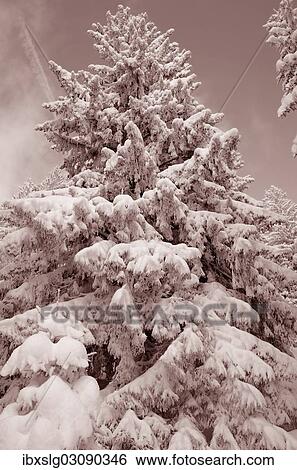"Snow-covered spruce trees (Picea abies), Leitzachtal, bei Elbach, Upper Bavaria, Bavaria, Germany, Europe" View Large Photo Image Stock Photograph - "Snow-covered spruce trees (Picea abies), Leitzachtal, bei Elbach, Upper Bavaria, Bavaria, Germany, Europe". Fotosearch