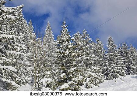 "Snow-covered spruce trees (Picea abies), Leitzachtal, bei Elbach, Upper Bavaria, Bavaria, Germany, Europe" View Large Photo Image Stock Photograph - "Snow-covered spruce trees (Picea abies), Leitzachtal, bei Elbach, Upper Bavaria, Bavaria, Germany, Europe". Fotosearch