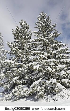 Stock Photograph - "Snow-covered spruce trees (Picea abies), Leitzachtal, bei Elbach, Upper Bavaria, Bavaria, Germany, Europe". Fotosearch