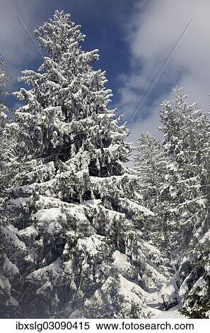 "Snow-covered spruce trees (Picea abies), Leitzachtal, bei Elbach, Upper Bavaria, Bavaria, Germany, Europe" View Large Photo Image Stock Photography - "Snow-covered spruce trees (Picea abies), Leitzachtal, bei Elbach, Upper Bavaria, Bavaria, Germany, Europe". Fotosearch