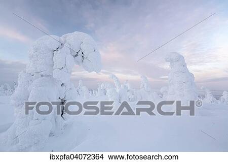 "Snow-covered spruce trees, Riisitunturi National Park, Finland, Europe" View Large Photo Image Picture - "Snow-covered spruce trees, Riisitunturi National Park, Finland, Europe". Fotosearch