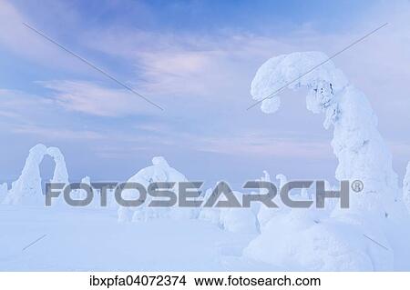 "Snow-covered spruce trees, Riisitunturi National Park, Finland, Europe" View Large Photo Image Picture - "Snow-covered spruce trees, Riisitunturi National Park, Finland, Europe". Fotosearch