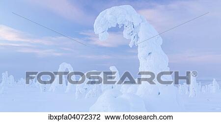 "Snow-covered spruce trees, Riisitunturi National Park, Finland, Europe" View Large Photo Image Stock Image - "Snow-covered spruce trees, Riisitunturi National Park, Finland, Europe". Fotosearch