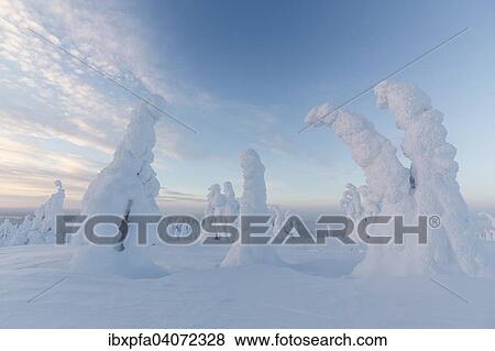 "Snow-covered spruce trees, Riisitunturi National Park, Finland, Europe" View Large Photo Image Stock Photo - "Snow-covered spruce trees, Riisitunturi National Park, Finland, Europe". Fotosearch