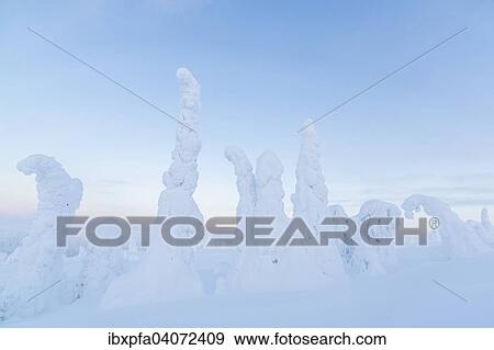"Snow-covered spruce trees, Riisitunturi National Park, Finland, Europe" View Large Photo Image Stock Photo - "Snow-covered spruce trees, Riisitunturi National Park, Finland, Europe". Fotosearch