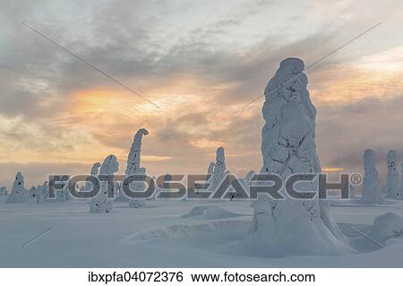 "Snow-covered spruce trees, Riisitunturi National Park, Finland, Europe" View Large Photo Image Stock Photograph - "Snow-covered spruce trees, Riisitunturi National Park, Finland, Europe". Fotosearch