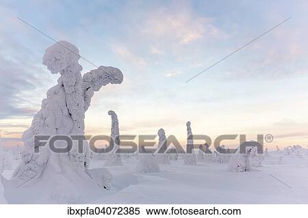 Stock Photography - "Snow-covered spruce trees, Riisitunturi National Park, Finland, Europe". Fotosearch