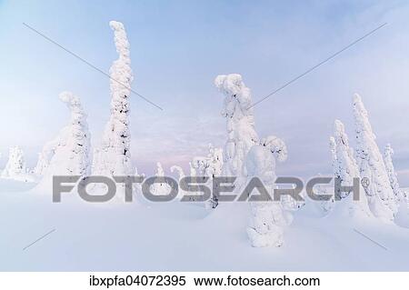 "Snow-covered spruce trees, Riisitunturi National Park, Finland, Europe" View Large Photo Image Stock Photography - "Snow-covered spruce trees, Riisitunturi National Park, Finland, Europe". Fotosearch
