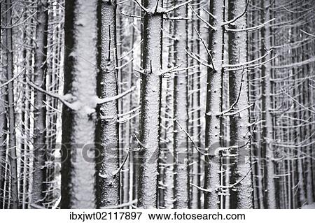 Stock Photo - "Snow-covered Spruces (Picea) in winter, Black Forest, Baden-Wuerttemberg, Germany, Europe". Fotosearch