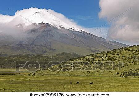 Stock Photograph - "Snow-covered summit of Cotopaxi volcano rises from a cloud cover, Cotopaxi National Park, Cotopaxi Province, Ecuador, South America". Fotosearch