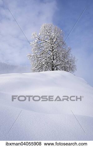 "Snow covered trees, Hocheck, Mangfall mountains in Oberaudorf, Upper Bavaria, Bavaria, Germany, Europe" View Large Photo Image Stock Photo - "Snow covered trees, Hocheck, Mangfall mountains in Oberaudorf, Upper Bavaria, Bavaria, Germany, Europe". Fotosearch