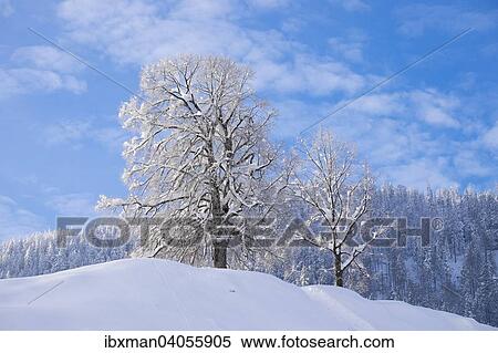 "Snow covered trees, Hocheck, Mangfall mountains in Oberaudorf, Upper Bavaria, Bavaria, Germany, Europe" View Large Photo Image Stock Photography - "Snow covered trees, Hocheck, Mangfall mountains in Oberaudorf, Upper Bavaria, Bavaria, Germany, Europe". Fotosearch