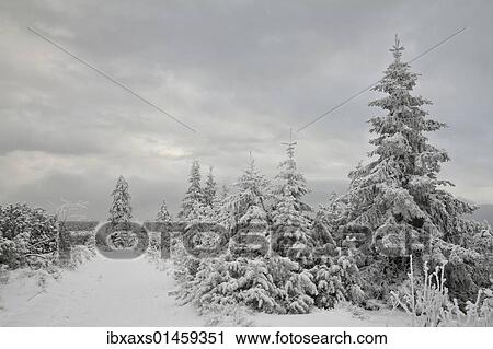 "Snow-covered trees in the fog on Ruhstein Mountain in the northern Black Forest, Baden-Wuerttemberg, Germany, Europe" View Large Photo Image Stock Image - "Snow-covered trees in the fog on Ruhstein Mountain in the northern Black Forest, Baden-Wuerttemberg, Germany, Europe". Fotosearch