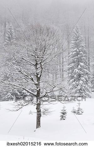 "Snow covered trees in winter, Benediktbeuern, Bavaria, Germany, Europe" View Large Photo Image Stock Photograph - "Snow covered trees in winter, Benediktbeuern, Bavaria, Germany, Europe". Fotosearch