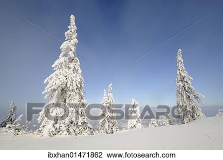 "Snow-covered trees on the ridge of Mt. Unterberg, Lower Austria, Austria, Europe" View Large Photo Image Stock Image - "Snow-covered trees on the ridge of Mt. Unterberg, Lower Austria, Austria, Europe". Fotosearch
