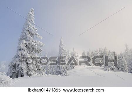 "Snow-covered trees on the ridge of Mt. Unterberg, Lower Austria, Austria, Europe" View Large Photo Image Stock Photography - "Snow-covered trees on the ridge of Mt. Unterberg, Lower Austria, Austria, Europe". Fotosearch