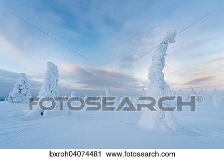 "Snow-covered trees, Riisitunturi National Park, Posio, Lapland, Finland, Europe" View Large Photo Image Stock Image - "Snow-covered trees, Riisitunturi National Park, Posio, Lapland, Finland, Europe". Fotosearch