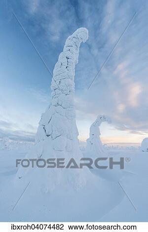 "Snow-covered trees, Riisitunturi National Park, Posio, Lapland, Finland, Europe" View Large Photo Image Stock Image - "Snow-covered trees, Riisitunturi National Park, Posio, Lapland, Finland, Europe". Fotosearch