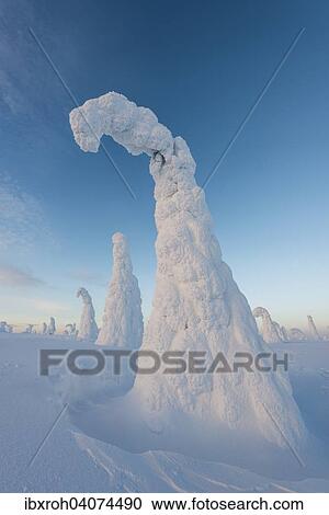 "Snow-covered trees, Riisitunturi National Park, Posio, Lapland, Finland, Europe" View Large Photo Image Stock Image - "Snow-covered trees, Riisitunturi National Park, Posio, Lapland, Finland, Europe". Fotosearch