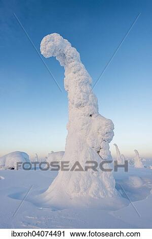Stock Image - "Snow-covered trees, Riisitunturi National Park, Posio, Lapland, Finland, Europe". Fotosearch