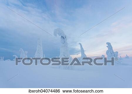 "Snow-covered trees, Riisitunturi National Park, Posio, Lapland, Finland, Europe" View Large Photo Image Stock Photograph - "Snow-covered trees, Riisitunturi National Park, Posio, Lapland, Finland, Europe". Fotosearch