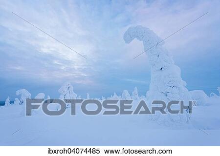 "Snow-covered trees, Riisitunturi National Park, Posio, Lapland, Finland, Europe" View Large Photo Image Stock Photography - "Snow-covered trees, Riisitunturi National Park, Posio, Lapland, Finland, Europe". Fotosearch
