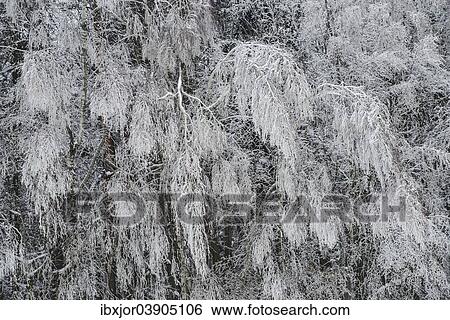 "Snow-covered trees, Thaya Valley National Park, Lower Austria, Austria, Europe" View Large Photo Image Stock Photograph - "Snow-covered trees, Thaya Valley National Park, Lower Austria, Austria, Europe". Fotosearch