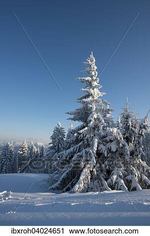 Stock Image - "Snow covered trees, winter landscape on the Gaisberg, Salzburg, Austria, Europe". Fotosearch