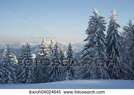 "Snow covered trees, winter landscape on the Gaisberg, Salzburg, Austria, Europe" View Large Photo Image Stock Photography - "Snow covered trees, winter landscape on the Gaisberg, Salzburg, Austria, Europe". Fotosearch