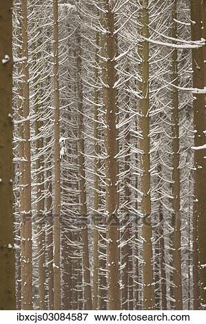 "Snow-covered trunks of Spruce (Picea), pine forest, Bergisches Land, North Rhine-Westphalia, Germany, Europe" View Large Photo Image Stock Photo - "Snow-covered trunks of Spruce (Picea), pine forest, Bergisches Land, North Rhine-Westphalia, Germany, Europe". Fotosearch