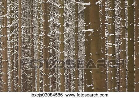 "Snow-covered trunks of Spruce (Picea), pine forest, Bergisches Land, North Rhine-Westphalia, Germany, Europe" View Large Photo Image Stock Photograph - "Snow-covered trunks of Spruce (Picea), pine forest, Bergisches Land, North Rhine-Westphalia, Germany, Europe". Fotosearch